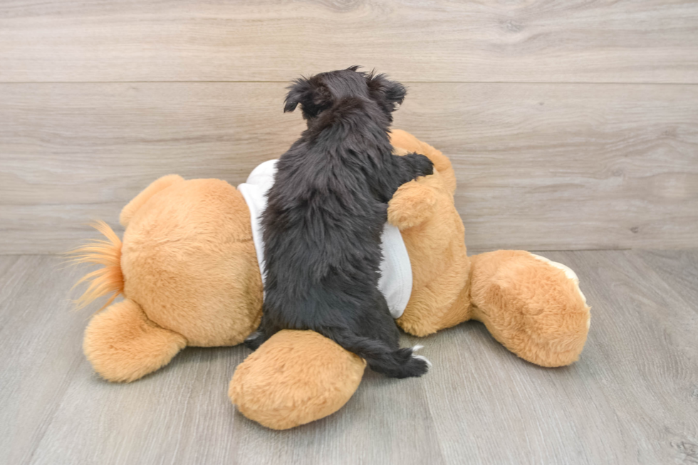 Friendly Morkie Baby