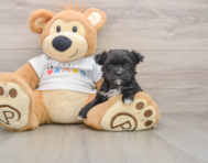 7 week old Morkie Puppy For Sale - Fairfield Furbabies