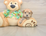 8 week old Morkie Puppy For Sale - Fairfield Furbabies