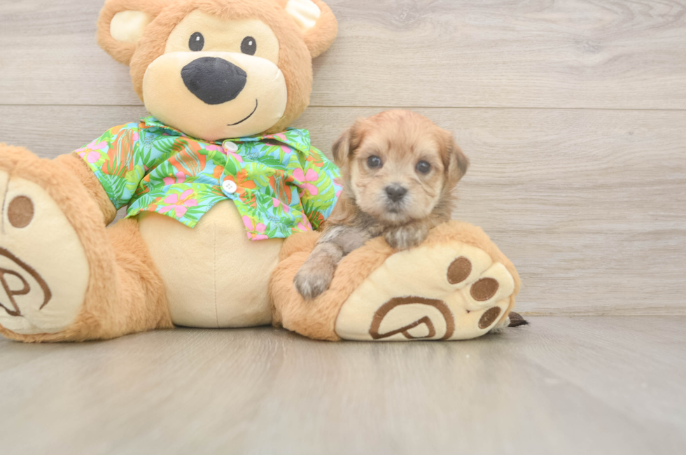 8 week old Morkie Puppy For Sale - Fairfield Furbabies