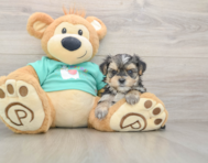 8 week old Morkie Puppy For Sale - Fairfield Furbabies