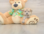 8 week old Morkie Puppy For Sale - Fairfield Furbabies