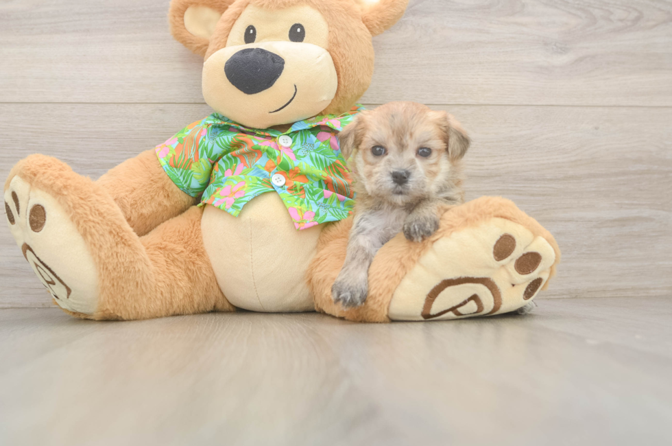 8 week old Morkie Puppy For Sale - Fairfield Furbabies