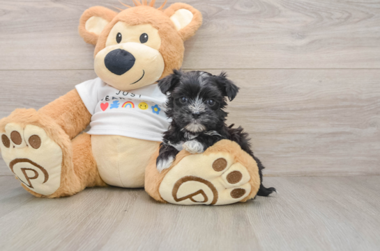 Hypoallergenic Maltiyork Designer Puppy