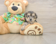 8 week old Morkie Puppy For Sale - Fairfield Furbabies