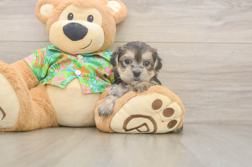 8 week old Morkie Puppy For Sale - Fairfield Furbabies
