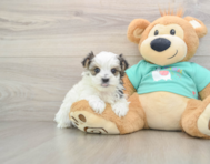 8 week old Morkie Puppy For Sale - Fairfield Furbabies