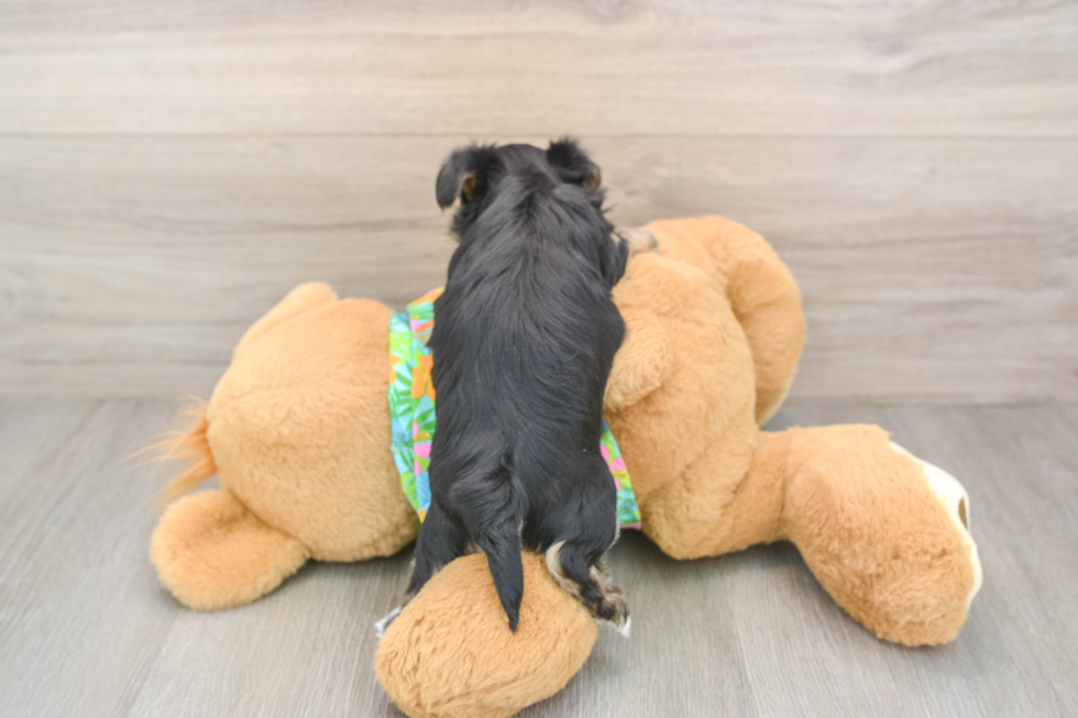 Morkie Pup Being Cute