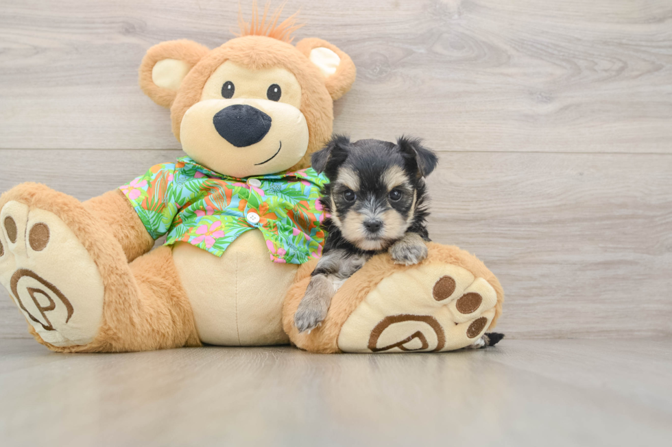 Energetic Yortese Designer Puppy