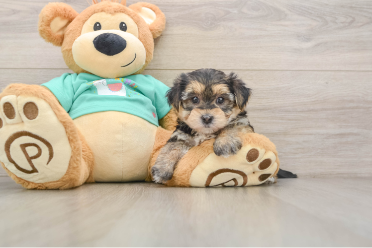 Funny Morkie Designer Pup