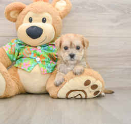 7 week old Morkie Puppy For Sale - Fairfield Furbabies