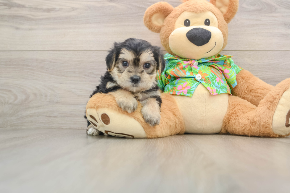 Cute Morkie Baby