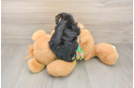 Playful Yorkiemalt Designer Puppy