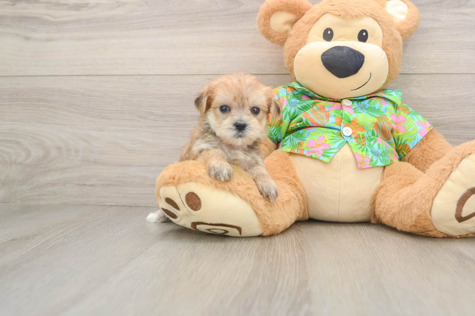 Morkie Pup Being Cute