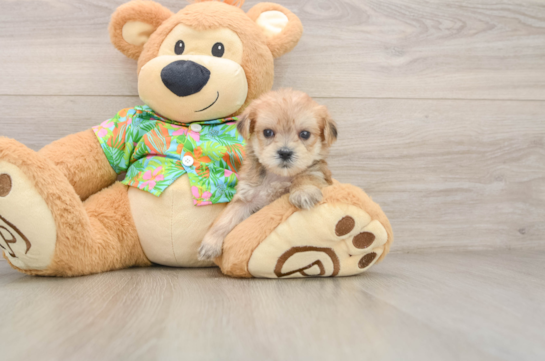 Happy Morkie Baby