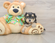 9 week old Morkie Puppy For Sale - Fairfield Furbabies