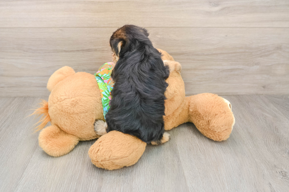 Morkie Puppy for Adoption