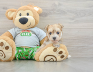 6 week old Morkie Puppy For Sale - Fairfield Furbabies