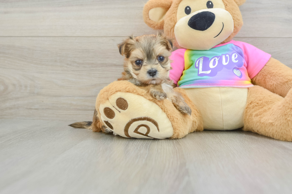 6 week old Morkie Puppy For Sale - Fairfield Furbabies