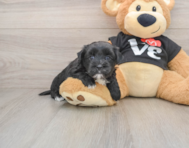 5 week old Morkie Puppy For Sale - Fairfield Furbabies