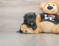 5 week old Morkie Puppy For Sale - Fairfield Furbabies