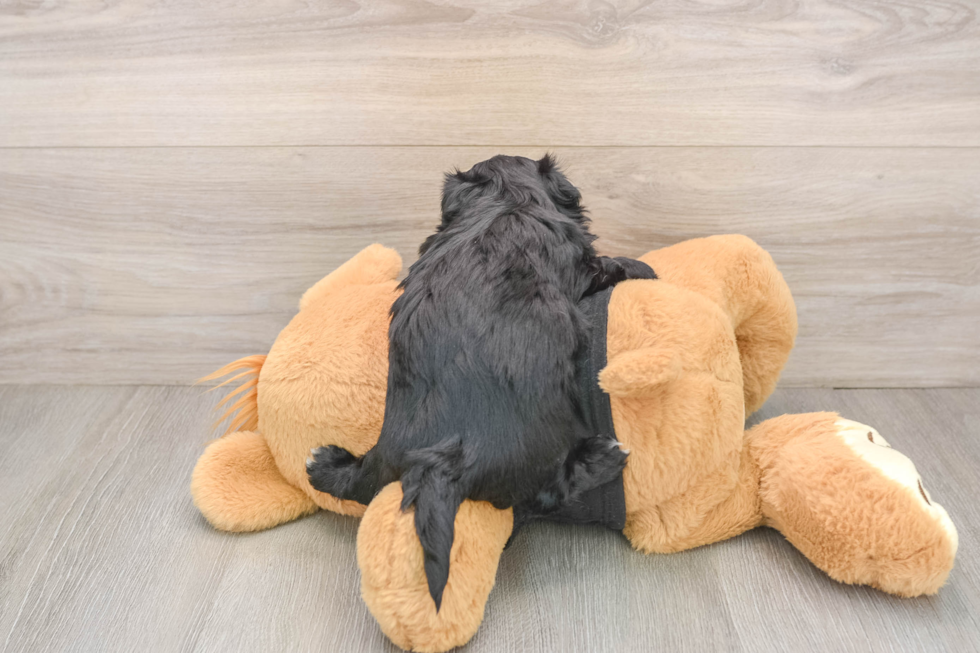 Morkie Pup Being Cute