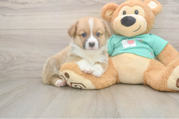 Best Pembroke Welsh Corgi Baby