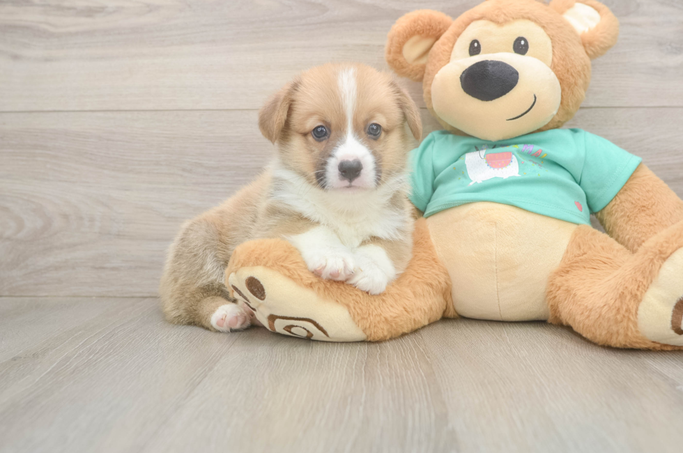 6 week old Pembroke Welsh Corgi Puppy For Sale - Fairfield Furbabies
