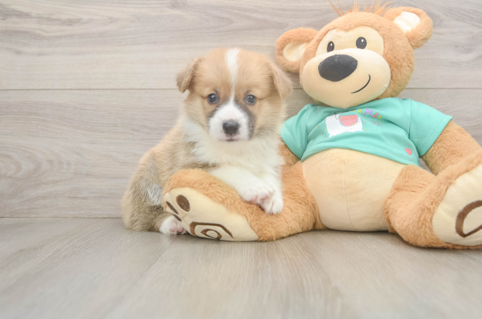 6 week old Pembroke Welsh Corgi Puppy For Sale - Fairfield Furbabies