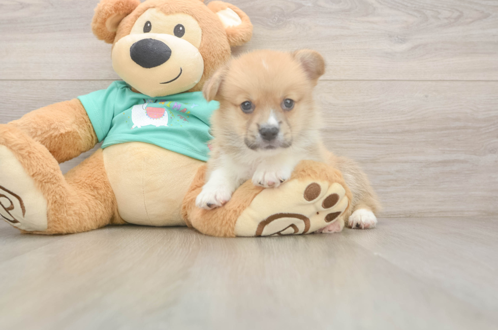 6 week old Pembroke Welsh Corgi Puppy For Sale - Fairfield Furbabies