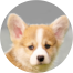 Pembroke Welsh Corgi Puppies For Sale - Fairfield Furbabies Pembroke Welsh Corgi Puppies For Sale - Fairfield Furbabies