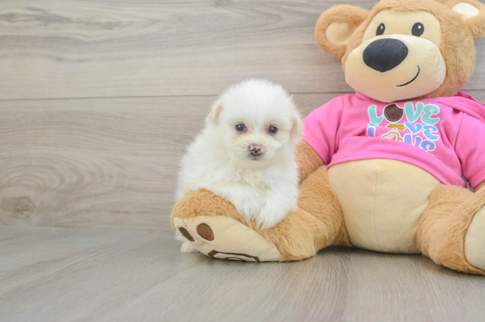 6 week old Pomachon Puppy For Sale - Fairfield Furbabies