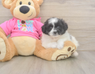 6 week old Pomachon Puppy For Sale - Fairfield Furbabies