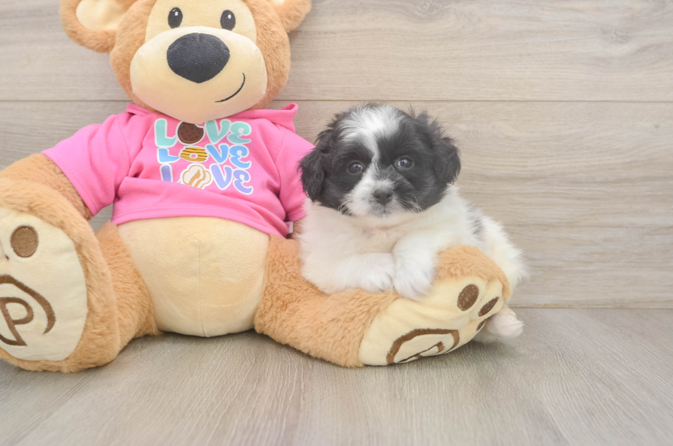 6 week old Pomachon Puppy For Sale - Fairfield Furbabies