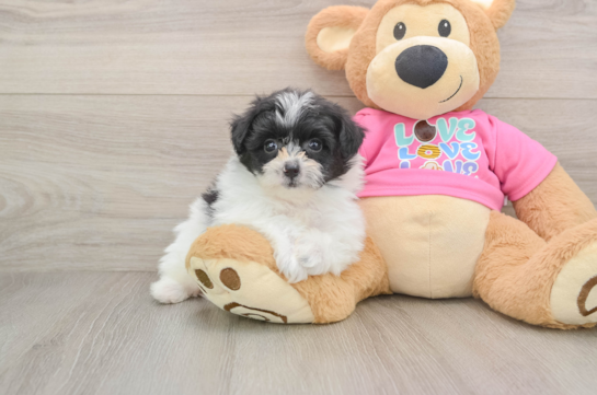 BENTO, a Pomachon littermate