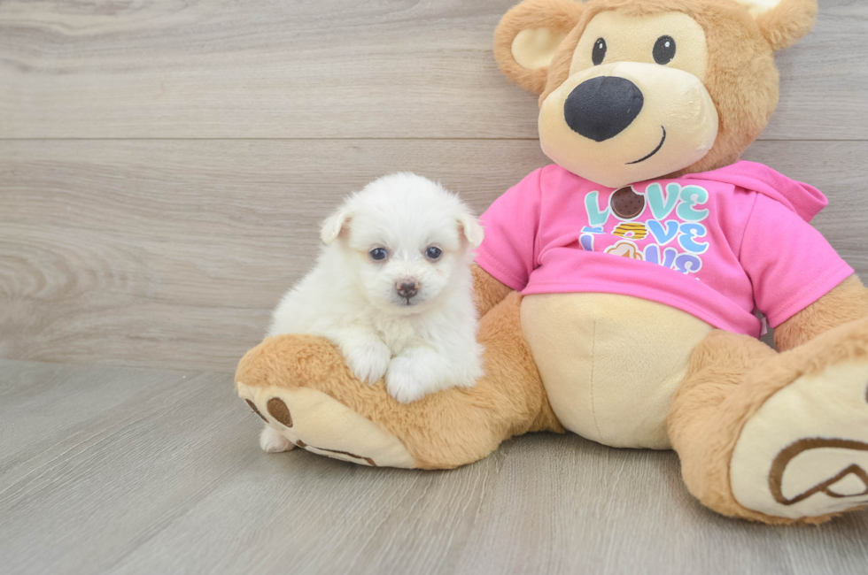 6 week old Pomachon Puppy For Sale - Fairfield Furbabies