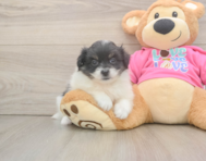 6 week old Pomachon Puppy For Sale - Fairfield Furbabies