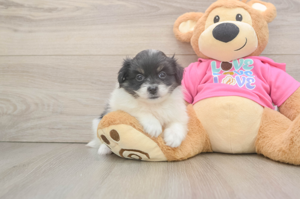 6 week old Pomachon Puppy For Sale - Fairfield Furbabies