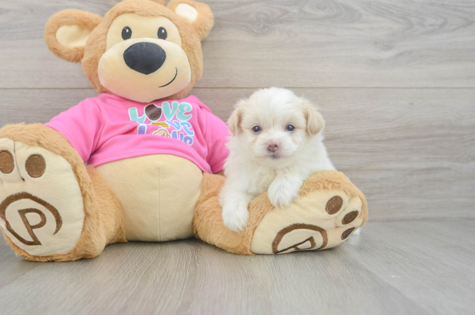 6 week old Pomachon Puppy For Sale - Fairfield Furbabies