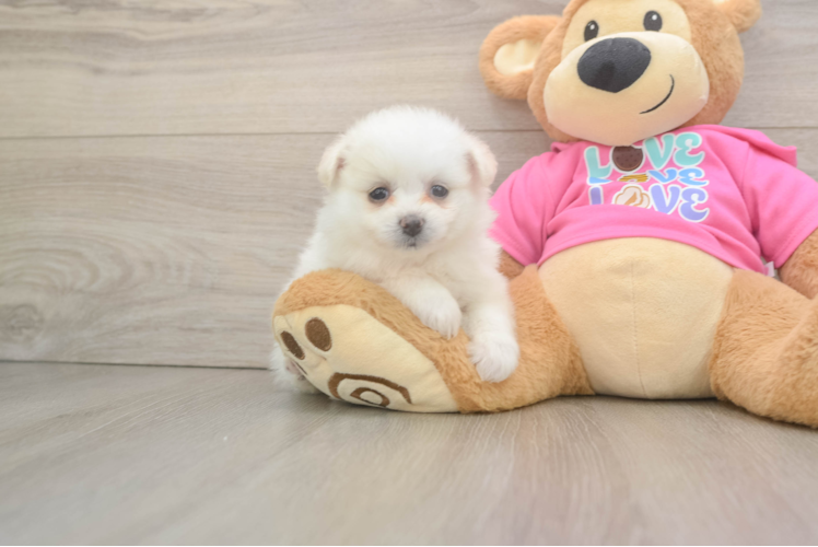 Sweet Pomachon Baby