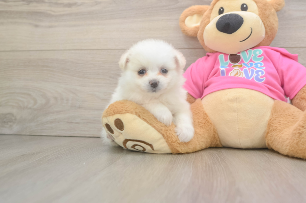 6 week old Pomachon Puppy For Sale - Fairfield Furbabies