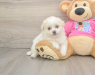 6 week old Pomachon Puppy For Sale - Fairfield Furbabies