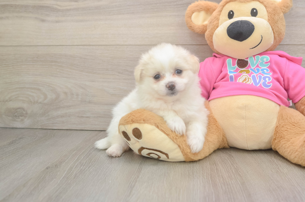 6 week old Pomachon Puppy For Sale - Fairfield Furbabies