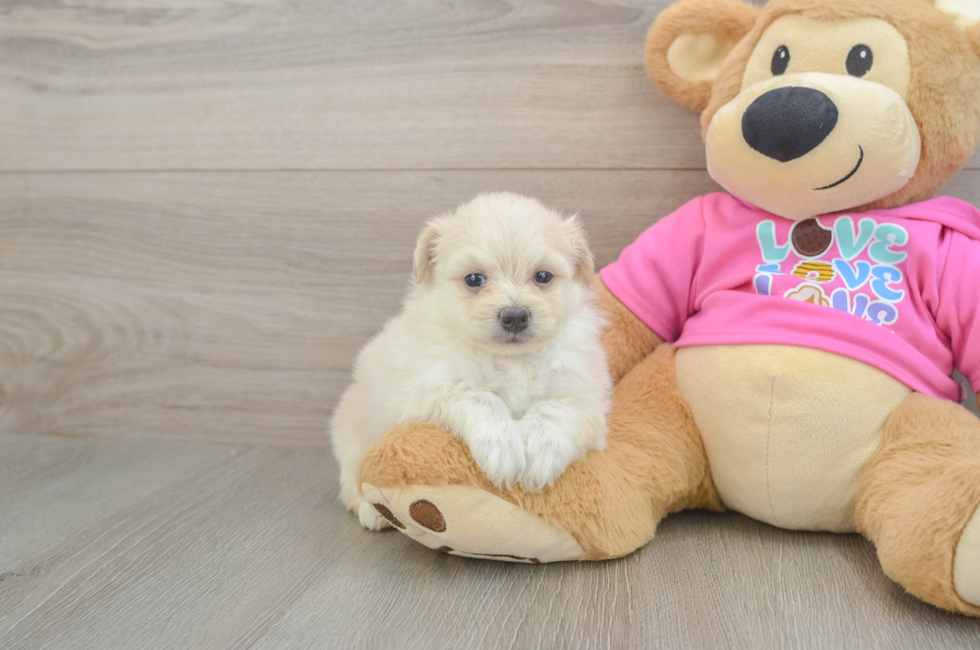 6 week old Pomachon Puppy For Sale - Fairfield Furbabies