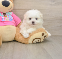 8 week old Pomachon Puppy For Sale - Fairfield Furbabies
