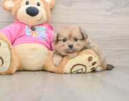6 week old Pomachon Puppy For Sale - Fairfield Furbabies
