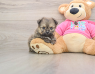 6 week old Pomachon Puppy For Sale - Fairfield Furbabies