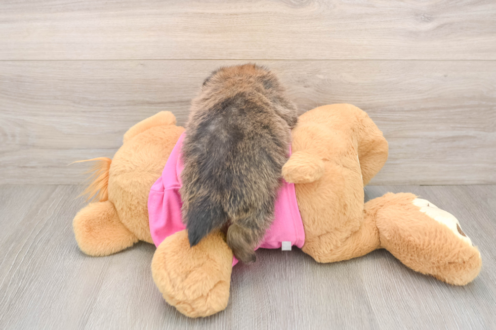 Hypoallergenic Pom Frise Designer Puppy