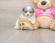 6 week old Pomachon Puppy For Sale - Fairfield Furbabies