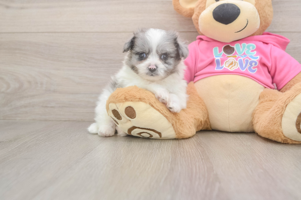 6 week old Pomachon Puppy For Sale - Fairfield Furbabies